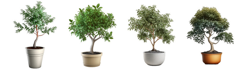 Obraz premium Set of plants in a pot, transparent background