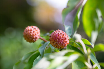 the pink fruit of the cornus capitata plant close up