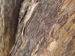 Texture of old tree bark