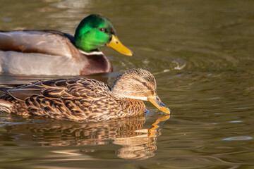 mallard duck swimming on the surface of a pond
