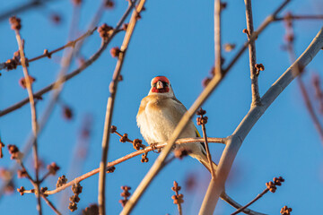 Obraz premium European Goldfinch perched on a tree branch