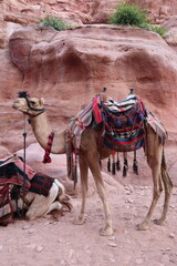 Camels at the trailhead to the Monastery, Ad Deir, Petra, Jordan