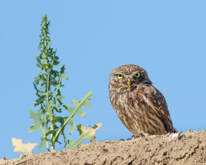 Little owl, Athene noctua. A bird sits on an old building with a plant growing next to it