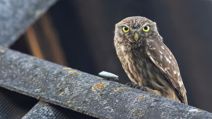 Little owl, Athene noctua. A bird sits on the slate roof