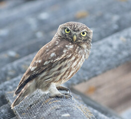 Little owl, Athene noctua. A bird sits on the slate roof