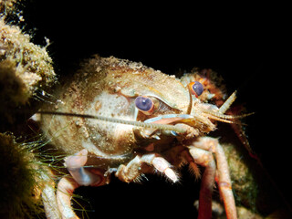 Underwater close up of a European Crayfish (Astacus Astacus) with black background in a freshwater lake.