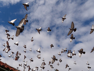 Pigeons flying around. Blue sky with clouds. Birds in the city.
