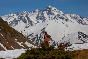 Women with baskets carrying tea in the Kackar mountains - obrazy, fototapety, plakaty