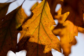 Orange dry oak foliage in the autumn season
