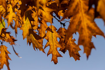 Fototapeta premium Orange oak foliage close up