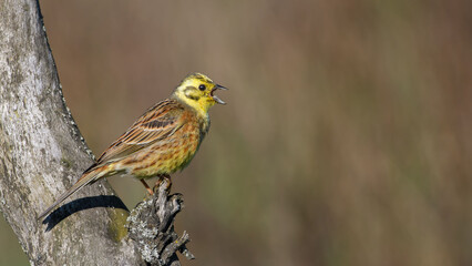 Naklejka premium Yellowhammer (Emberiza citrinella) is sitting on a stump.