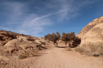 A little bit of shade on the desert hiking trial from Little Petra to the Monastery, Petra, Jordan