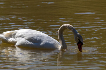 swan on the water