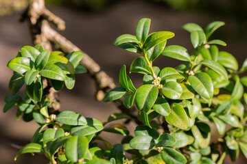 boxwood. Buxus sempervirens s. young boxwood leaves on a branch