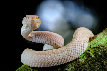 Pink viper on the branch
