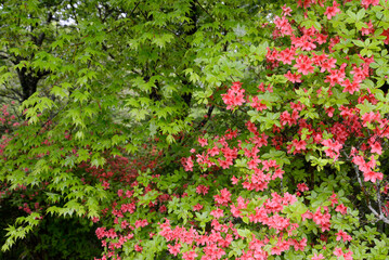 里山の景色　徳仙丈山のツツジ