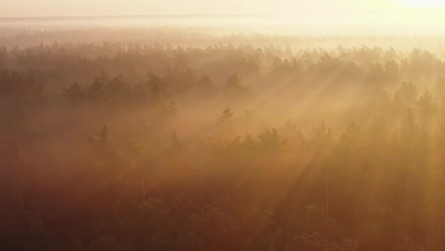 Sunrise in the misty autumn forest. Aerial view of pine forest in fog with bright sunrays in the morning.