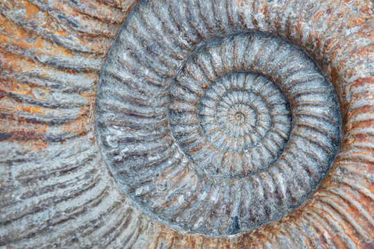 Closeup of ammonite prehistoric fossil - Oxford University Museum of Natural History
