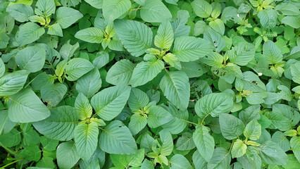 Wild green amaranth or slim amaranth (Amaranthus hybridus). Selective focus image