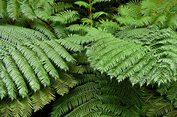 Fern leaves in the forest