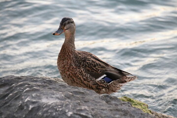 Stockente am Wasser