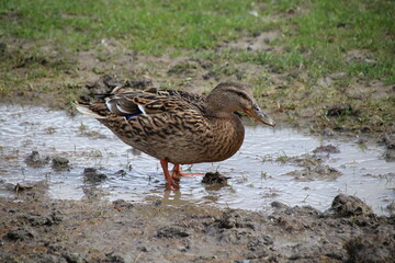 Stockente im Schlamm