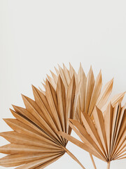 Dry palm leaves on white background