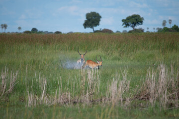 running antelope Waterbuck (Kobus ellipsiprymnus) in the african savannah namibia kruger park...