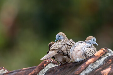 A pair of spotted dove (Spilopelia chinensis) is a small and somewhat long-tailed pigeon perched on a roof tile