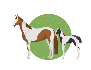 Warm-blooded mare with foal, piebald color on the background of the lawn