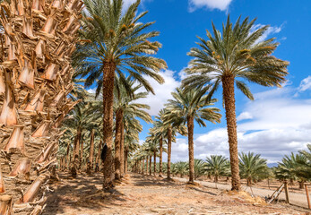Fototapeta na wymiar Plantation of date palms for healthy and GMO free food production. Date palm is iconic ancient plant and famous food crop in the Middle East and North Africa, it has been cultivated for 5000 years