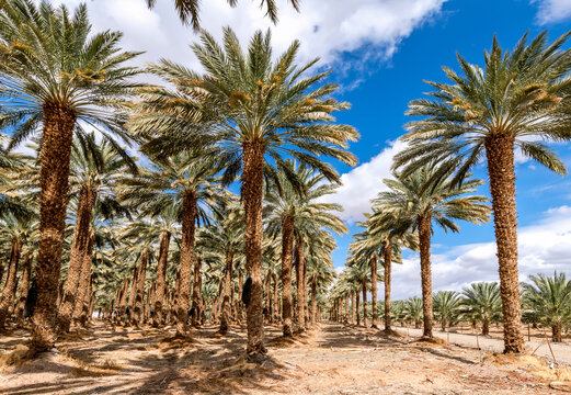 Plantation of date palms for healthy and GMO free food production. Date palm is iconic ancient plant and famous food crop in the Middle East and North Africa, it has been cultivated for 5000 years