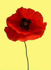 Coquelicot sur fond jaune pâle