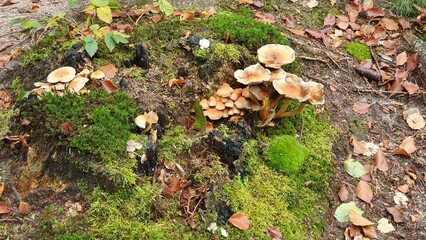 Mushrooms on a tree stump in the forest