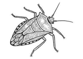 Green shield bug insect sketch engraving PNG illustration with transparent background