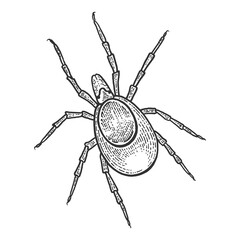 Mite insect sketch engraving PNG illustration with transparent background