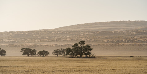 Fototapeta na wymiar Namib Desert near Sossusvlei, Namibia