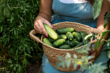Hands of a girl with a wicker basket close-up. A farmer woman in a cotton apron holds cucumbers. The concept of harvesting in a greenhouse.