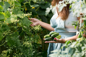 Obraz premium A farmer in a cotton apron picks cucumbers in the greenhouse.