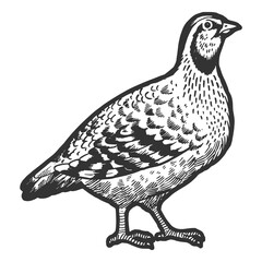 Fototapeta na wymiar Partridge bird sketch engraving PNG illustration with transparent background