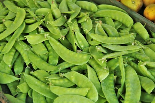  Vagem de Ervilha Torta, Pisum sativum var. saccharatum