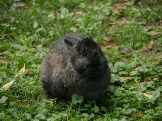coniglio, conigli, parco