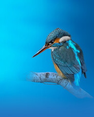 kingfisher on the branch