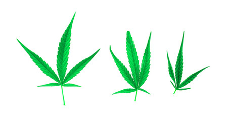 isolated Marijuana leaves of 3 sizes on white background. Soft and selective focus.