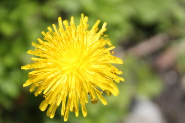 yellow flower