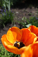 Fototapeta premium red poppy flower