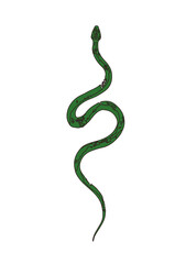 green snake on white background
