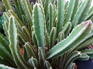 Closeup green cactus with pink tips in a vase with blurred brown stones in the background