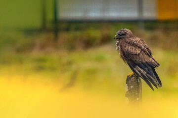 Common buzzard perched on a brick 