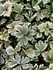 frost on leaves